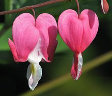 Plante decorative: Dicentra spectabilis 