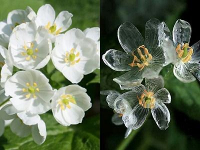 Diphylleia Grayi – o floare unica in lume