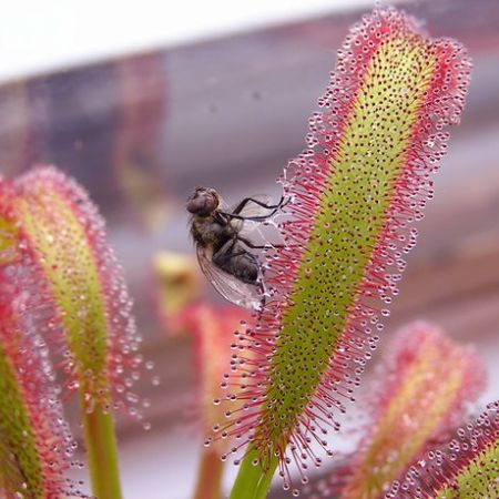 Planta Drosera capensis, pe cat de frumoasa pe atat de periculoasa