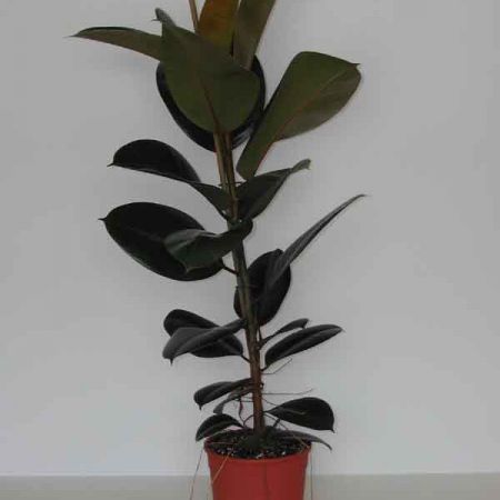 ficus