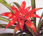 Guzmania