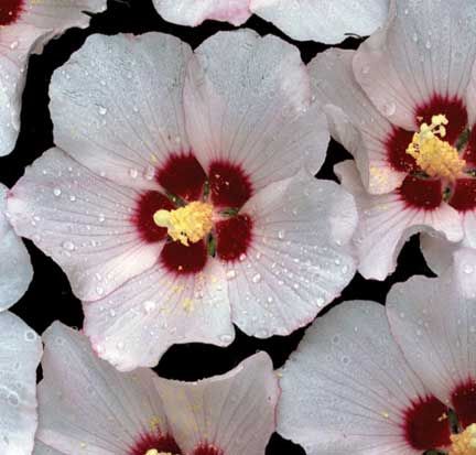 Zamosita (Hibiscus syriacus)