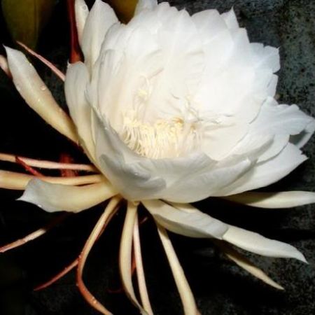 Kadupul – una dintre cele mai scumpe flori din lume