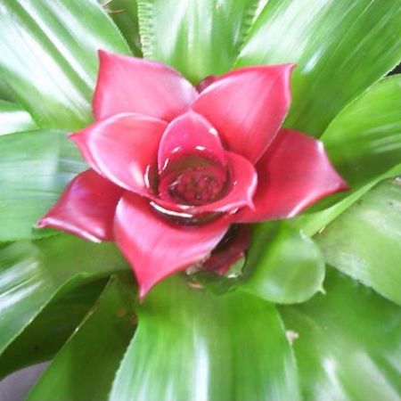 Bromelia, o planta rara si spectaculoasa