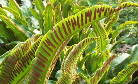 Navalnicul (Phyllytis scolopendrium)