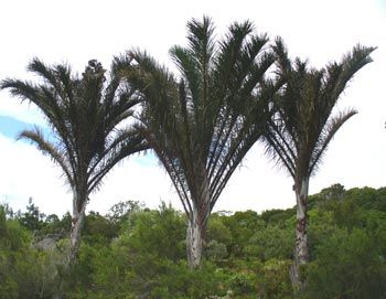 Palmierul rafie - cele mai mari frunze din lume