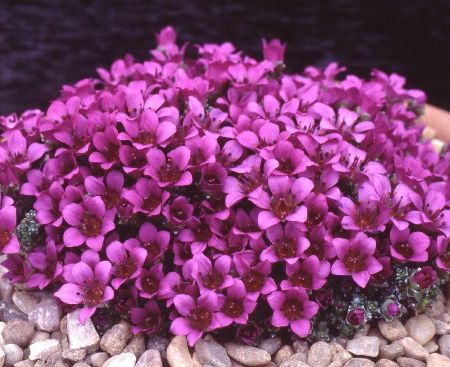 Saxifraga oppositifolia, planta care rezista la temperaturi scazute