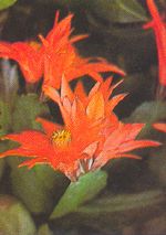 Schlumbergera Truncata