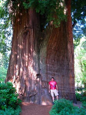 Sequoia - cel mai inalt copac din lume
