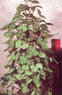 Syngonium Podophyllum