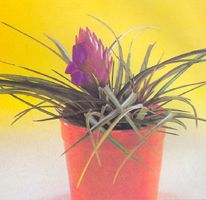 Tillandsia Cyanea