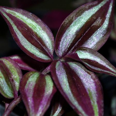 Plante decorative. Tradescantia 