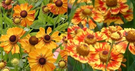 Floarea Elenei - Viguroasa Helenium Autumnale