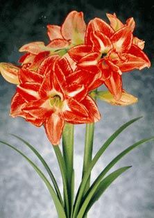 Amaryllis sau crinul rosu