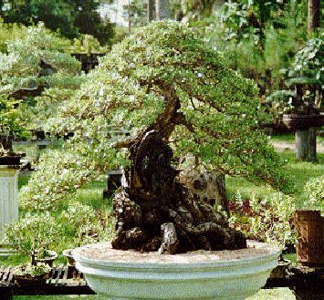 Bonsai