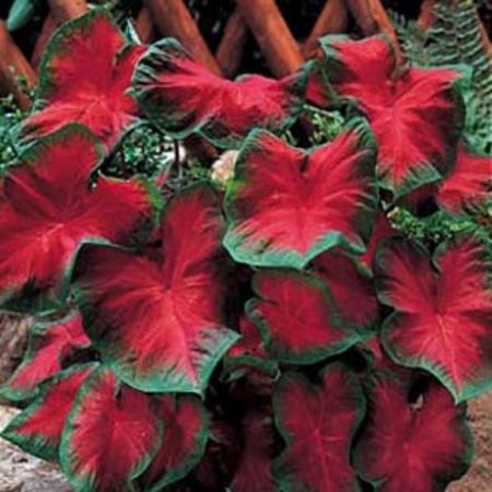 caladium