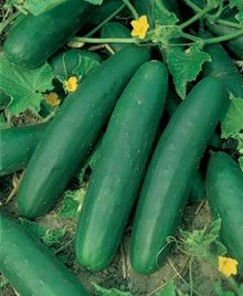 Castravetii
