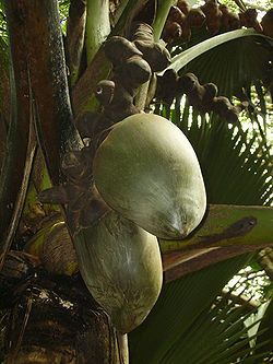 Lodoicea maldivica – palmierul cu cele mai mari seminte din lume