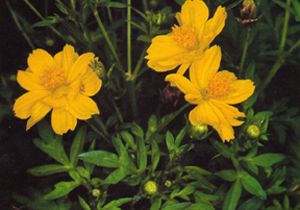 COSMOS