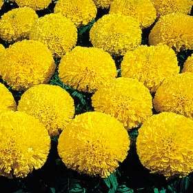 Craitele (Tagetes erecta)