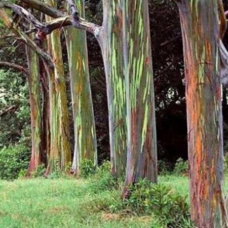 Arborele multicolor - Eucaliptul Curcubeu 
