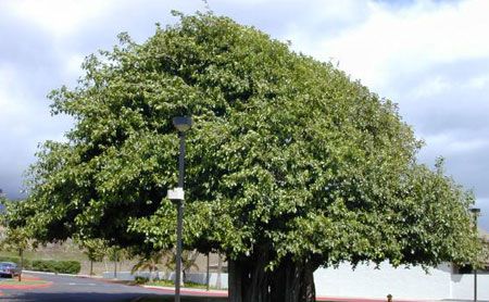 Smochinul indian (Ficus benghalensis)