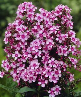 Tufele de flox (Phlox paniculata)