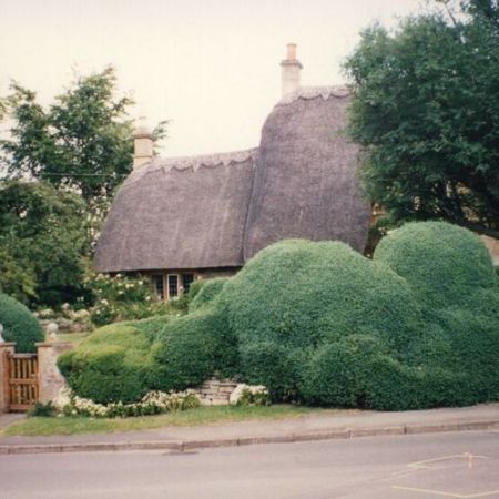 buxus