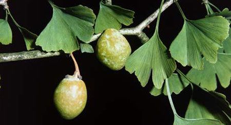 Ginkgo biloba