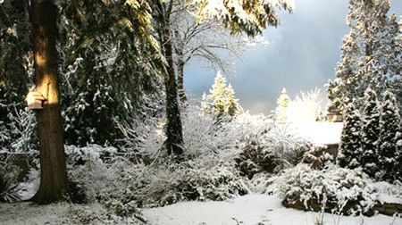 Plantele vedeta ale gradinii pe timp de iarna