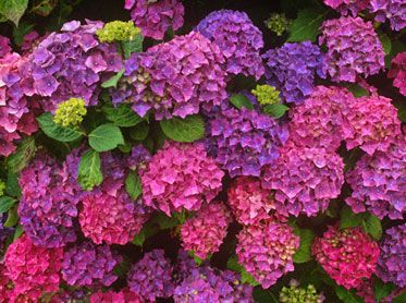 Hortensia