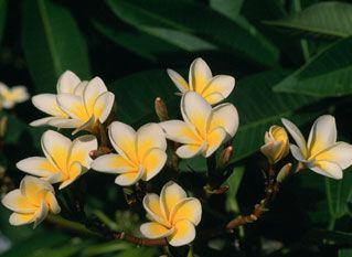 Iasomia (Philadelphus saxifragaceae)