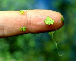 Lintita - planta cu cele mai mici flori din lume
