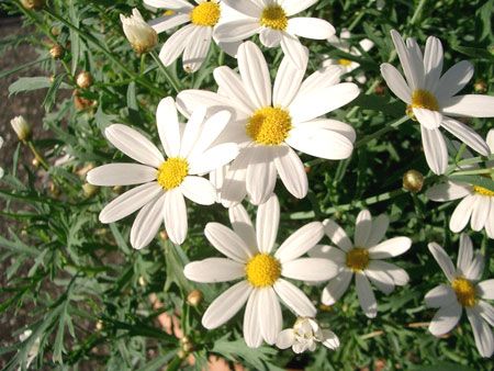 Top 10 plante pentru balcon, terasa si gradina