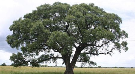 Marula (Sclerocarya birrea)