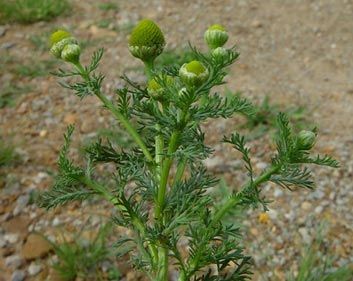 Musetelul chel (Matricaria matricarioides)