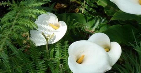 Aduceti natura in casele dumneavoastra