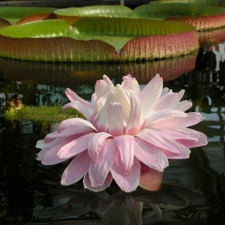 Victoria Amazonica - cel mai mare nufar din lume