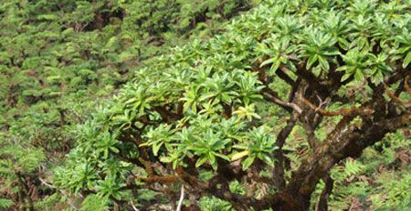 Palmierul Melanodendron integrifolium