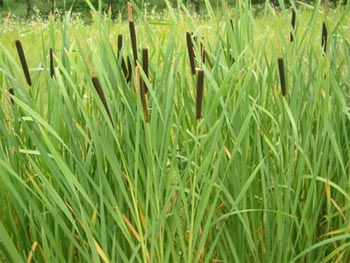 Papura cu frunza ingusta (Typha angustifolia)