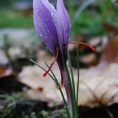 Sofranul, o floare scumpa datorita gustului