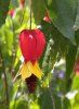 Abutilon 