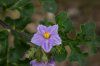 Solanum 