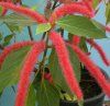 Acalypha 	