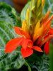 Aphelandra 	