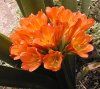 Clivia