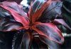 Cordyline 	