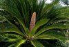 Cycas 	