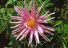 DAHLIA