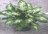 Dieffenbachia 